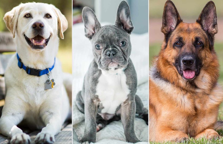 Top Tails: A Spotlight on the Most Beloved Dog Breeds