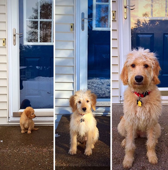 From Paws to Play: A Journey Through Puppy Development Stages